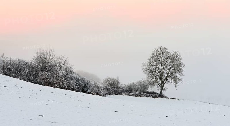 Tree and hedge in a freshly snow-covered landscape, Horben, Freiamt, Canton Aargau, Switzerland