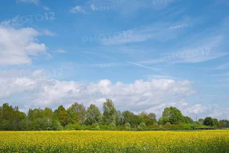 Rape field in bloom (Brassica napus), Münsterland, North Rhine-Westphalia, Germany