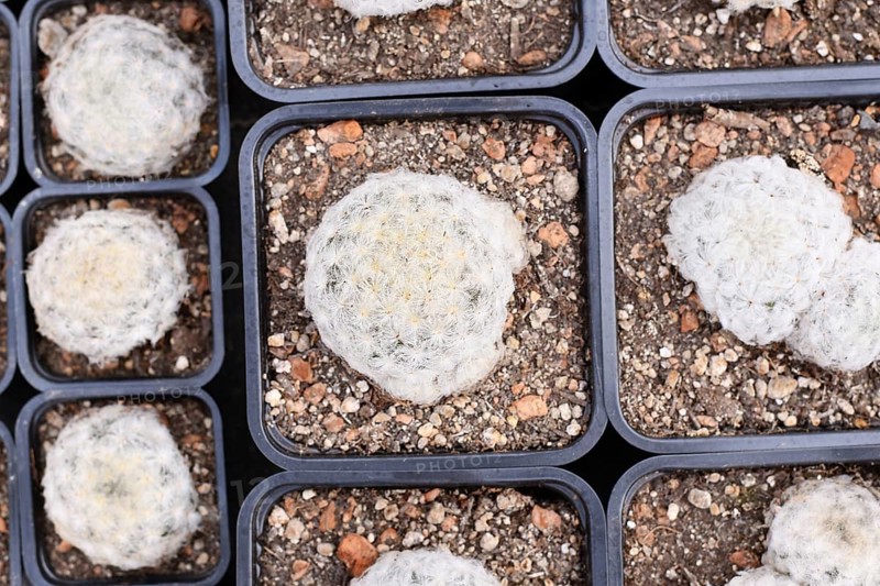 Top view of many small 'Mammillaria Plumosa' feather cactus plants