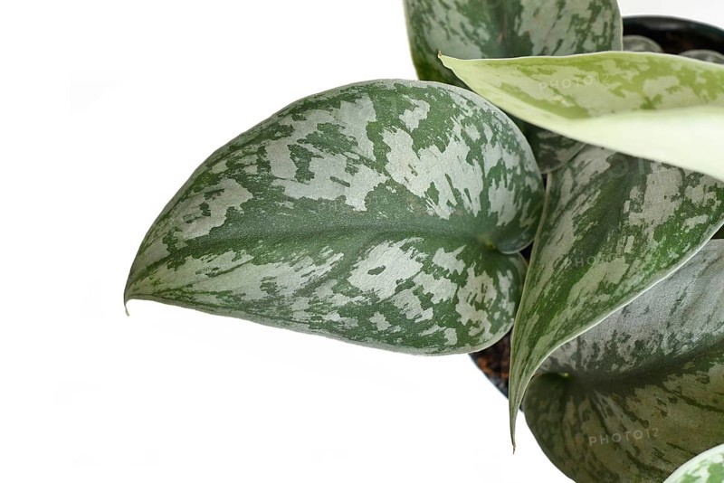 Leaf of exotic 'Scindapsus Pictus Exotica' or 'Satin Pothos' houseplant with velvet texture and silver spot pattern on white background