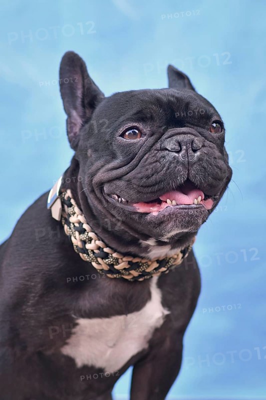 Panting black French Bulldog dog with woven paracord collar in front of blue background