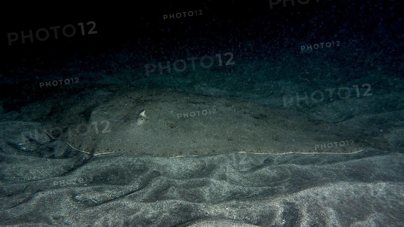 A camouflaged butterfly ray (Gymnura altavela) lies on the sandy seabed at night. Dive site Playa, Los Cristianos, Tenerife, Canary Islands, Spain