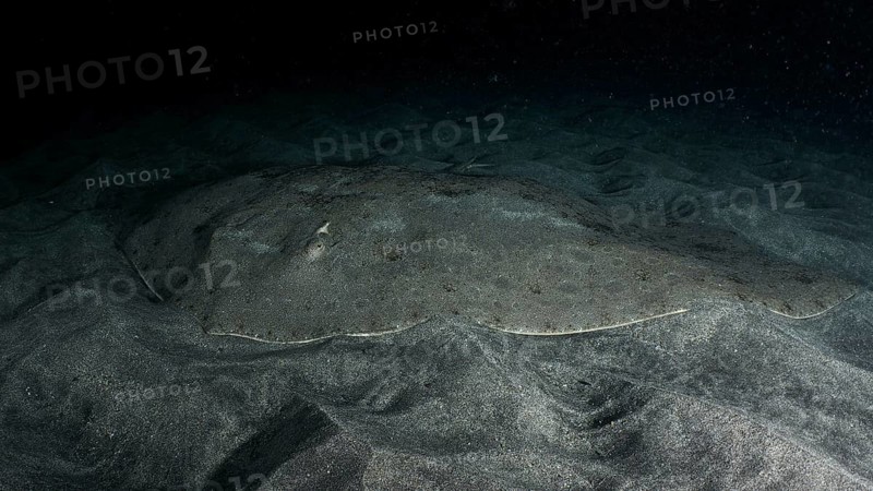 A butterfly ray (Gymnura altavela) on the sandy seabed at night, barely visible due to camouflage. Dive site Playa, Los Cristianos, Tenerife, Canary Islands, Spain