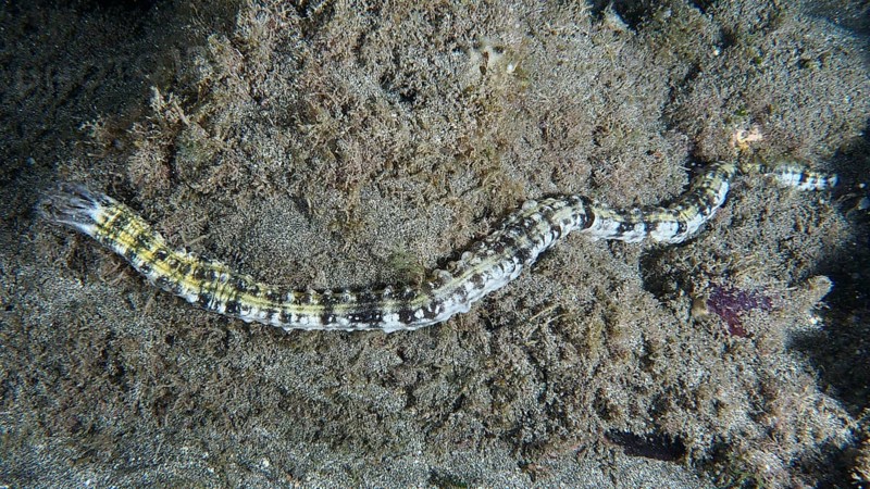 A snake sea cucumber (Euapta lappa), sea cucumber, slithers across the sandy seabed. Dive site Playa, Los Cristianos, Tenerife, Canary Islands, Spain