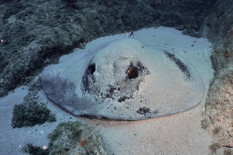 Large round stingray (Taeniura grabata), well camouflaged, resting on the sandy seabed, Los Champignones dive site, Las Galletas, Tenerife, Canary Islands, Spain