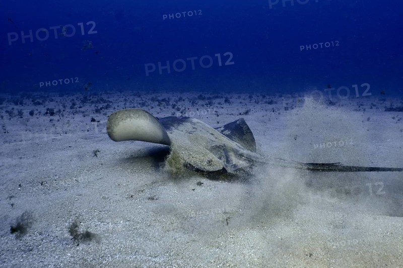 Round stingray (Taeniura grabata) stirring up sand as it moves across the seabed, Los Champignones dive site, Las Galletas, Tenerife, Canary Islands, Spain
