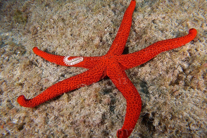 A bright red starfish (Echinaster sepositus) lies spread out on the sandy bottom. A fire bristle worm (Hermodice carunculata) lies on one arm. Dive site Bufadero, Palm Mar, Tenerife, Canary Islands, Spain