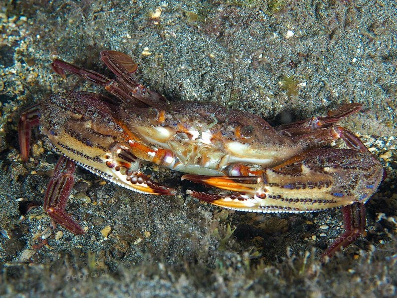 Large crab with patterned carapace, red swimming crab (Cronius ruber), lies on rocky seabed. Dive site Playa, Los Cristianos, Tenerife, Canary Islands, Spain