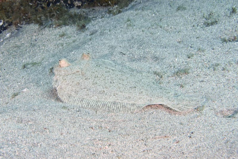 Wide-eyed turbot (Bothus podas maderensis), flounder, with a speckled body lies well camouflaged on a sandy bottom. Dive site Montana Amarilla, Costa del Silencio, Tenerife, Canary Islands