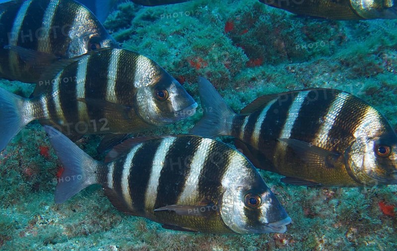 Shoal of striped fish, zebra bream (Diplodus cervinus cervinus), swimming close to the seabed, Los Champignones dive site, Las Galletas, Tenerife, Canary Islands, Spain