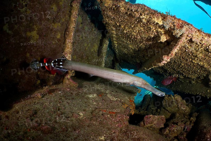 An Atlantic cornetfish (Aulostomus strigosus) swims near a shipwreck with rusty structures. Dive site Wreck of the Condesito, Las Galletas, Tenerife, Canary Islands