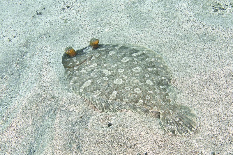 A flounder, wide-eyed turbot (Bothus podas maderensis) with a spotted pattern on the seabed. Dive site Montana Amarilla, Costa del Silencio, Tenerife, Canary Islands