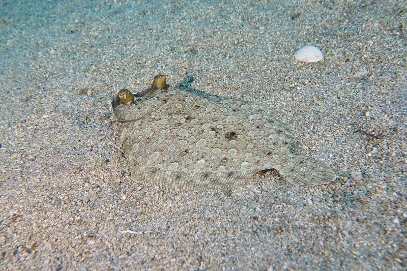 Wide-eyed turbot (Bothus podas maderensis), flounder, with protruding eyes, well camouflaged on the sandy seabed. Dive site Roca Jolia, Las Galletas, Tenerife, Canary Islands, Spain
