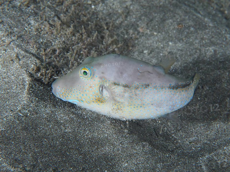 A pointed pufferfish (Canthigaster rostrata) on the sandy seabed at night. Dive site Playa, Los Cristianos, Tenerife, Canary Islands, Spain