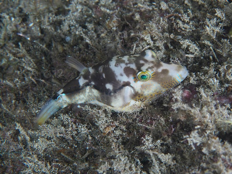 A camouflaged pointed pufferfish (Canthigaster rostrata), embedded in algae on the seabed, shows its characteristic pattern. Dive site Playa, Los Cristianos, Tenerife, Canary Islands, Spain