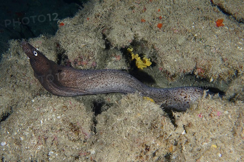 A Muraena augusti (Muraena augusti) meanders between algae-covered rock formations in the dark sea, Los Champignones dive site, Las Galletas, Tenerife, Canary Islands, Spain