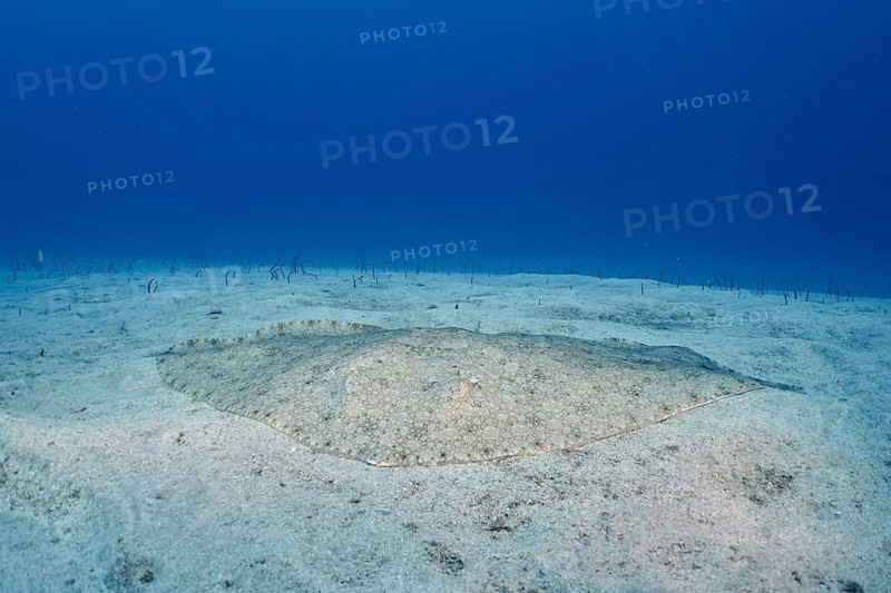 A butterfly ray (Gymnura altavela) on the seabed under clear blue water during the day. Dive site Cueva de las Morenas, Palm Mar, Tenerife, Canary Islands, Spain