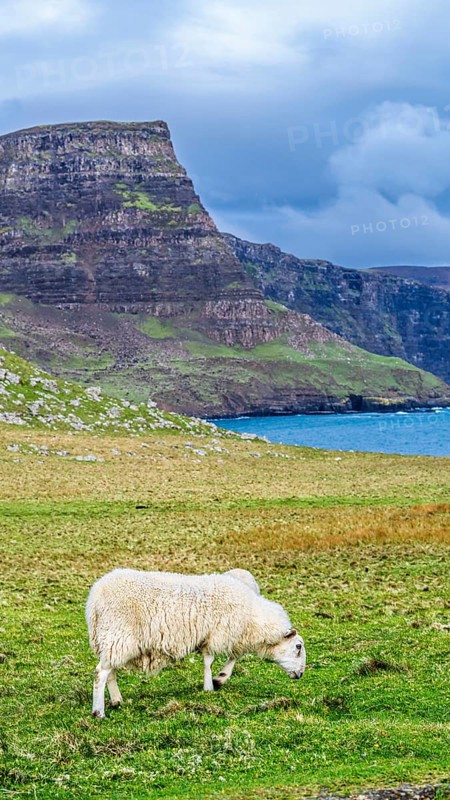 Sheeps on farms over Neist Point Lighthouse, Isle of Skye, Scotland, UK