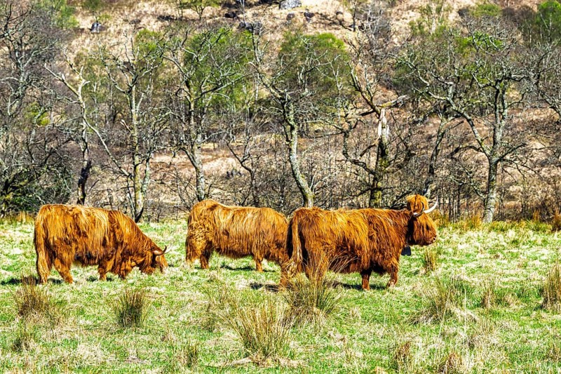 Highland Cattle, Scottish breed of rustic cattle, Highland, Scotland, UK