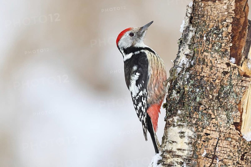 Middle spotted woodpecker (Dendrocopos medius) foraging on the trunk of a grey birch (Betula populifolia), Wilnsdorf, North Rhine-Westphalia, Germany
