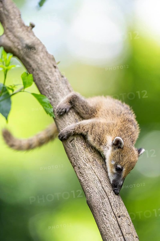 South American coati (Nasua nasua) youngster klimbing a little tree, captive, Zoo Augsburg