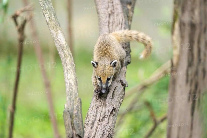 South American coati (Nasua nasua) youngster klimbing a little tree, captive, Zoo Augsburg