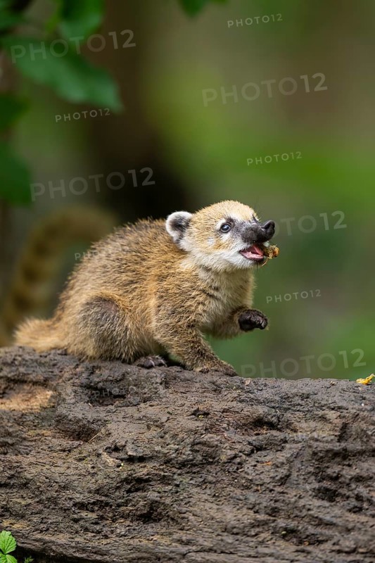 South American coati (Nasua nasua) youngster standing on the ground, captive, Zoo Augsburg