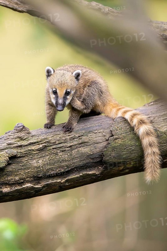 South American coati (Nasua nasua) youngsters klimbing in a tree, captive, Zoo Augsburg