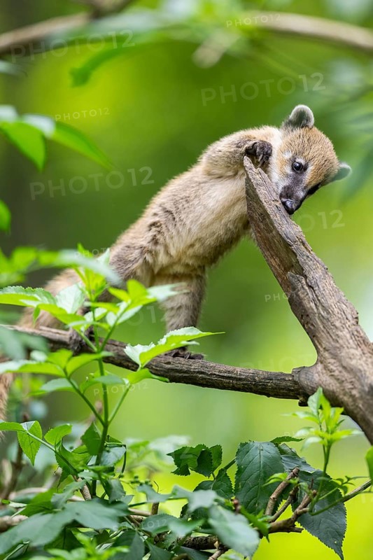 South American coati (Nasua nasua) youngster klimbing a little tree, captive, Zoo Augsburg