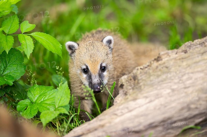 South American coati (Nasua nasua) youngster standing on the ground, captive, Zoo Augsburg