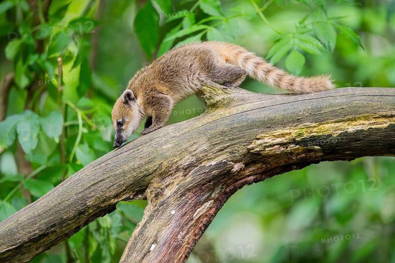 South American coati (Nasua nasua) youngster on an old tree trunk, captive, Zoo Augsburg