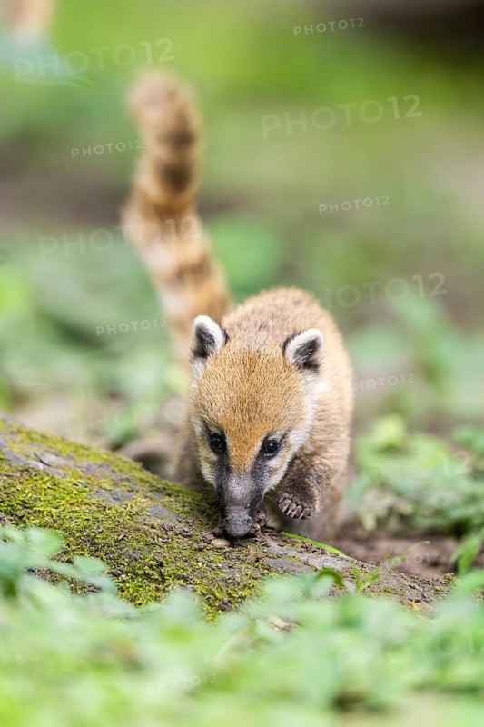 South American coati (Nasua nasua) youngster standing on the ground, captive, Zoo Augsburg