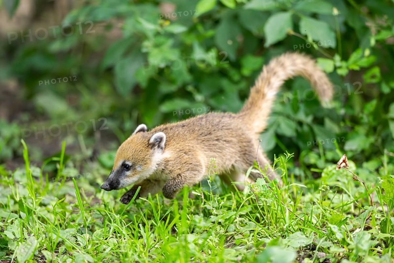 South American coati (Nasua nasua) youngster walking on the ground, captive, Zoo Augsburg