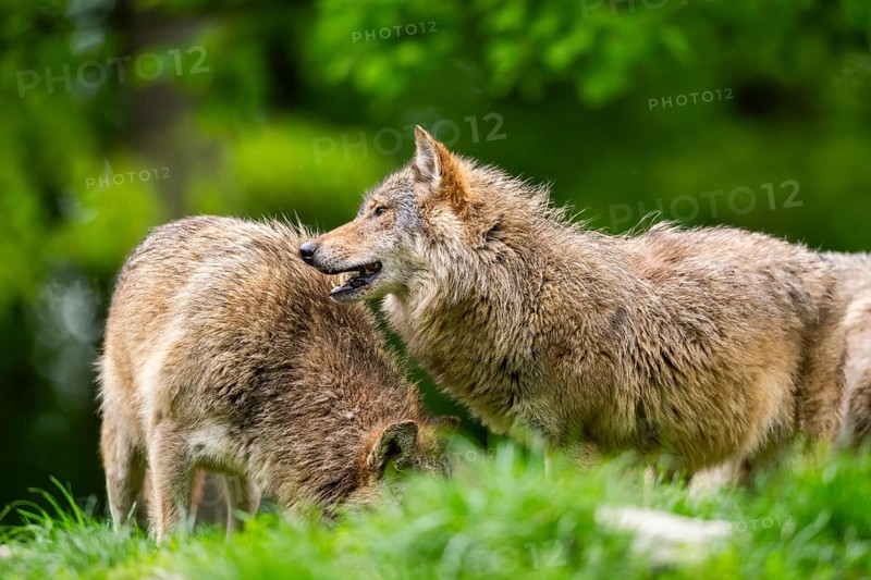 Eastern wolves (Canis lupus lycaon) standing on a meadow, Bavaria, Germany