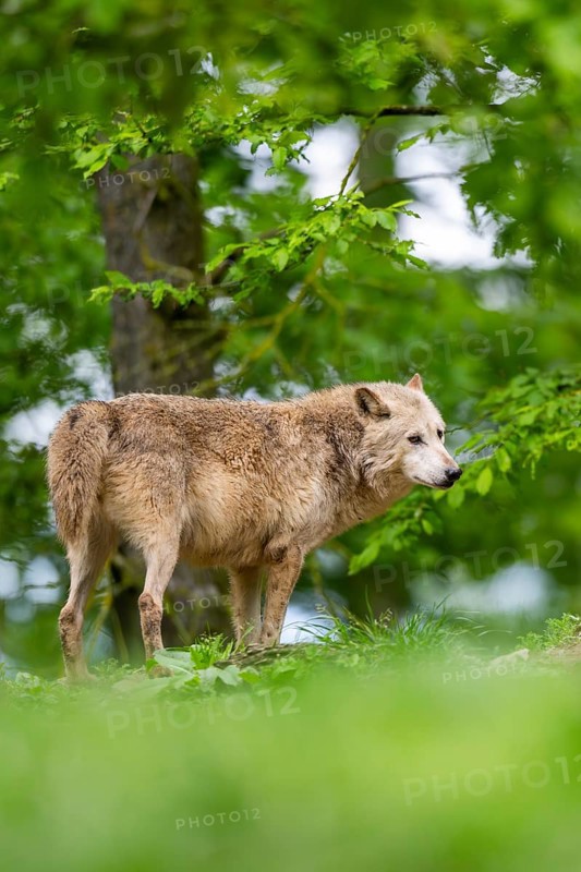 Eastern wolf (Canis lupus lycaon) standing on a little hill, Bavaria, Germany