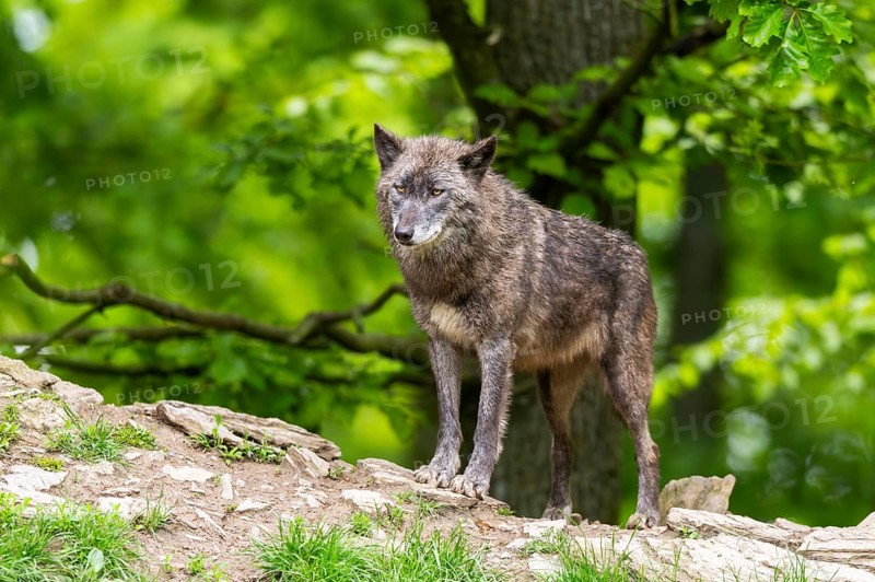 Eastern wolf (Canis lupus lycaon) standing on a little hill, Bavaria, Germany