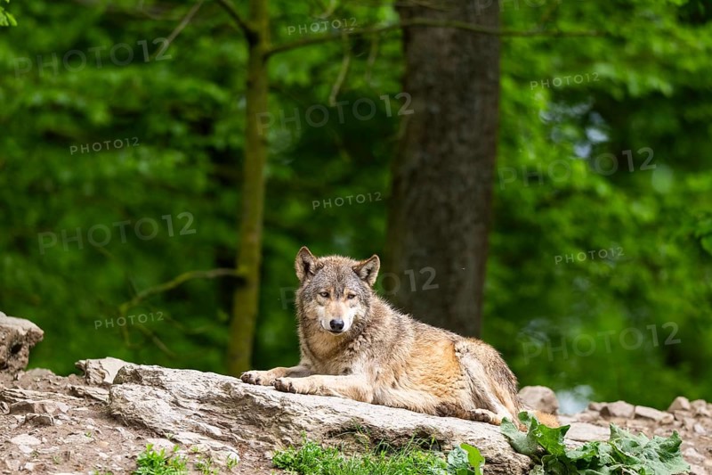 Eastern wolf (Canis lupus lycaon) lying on a little hill, Bavaria, Germany