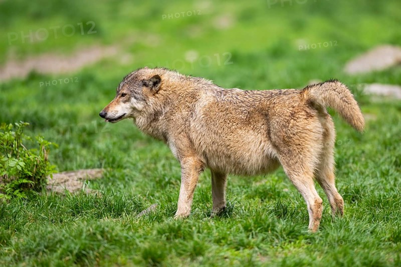 Eastern wolf (Canis lupus lycaon) standing on a meadow, Bavaria, Germany