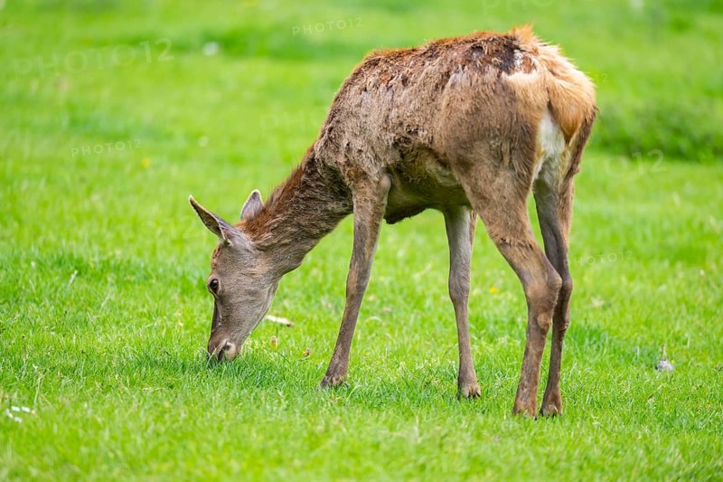 Red deer (Cervus elaphus) hind standing on a meadow, Bavaria, Germany