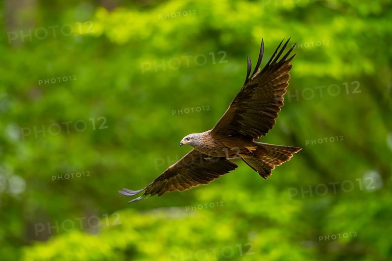 Black kite (Milvus migrans) flying in a forest in early summer, Bavaria, Germany