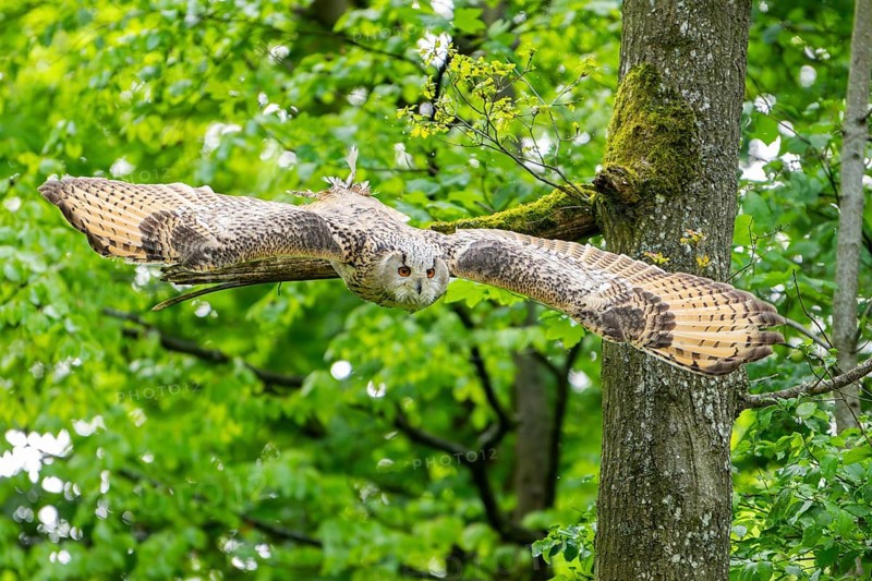 Western Siberian eagle-owl (Bubo bubo sibiricus) flying from a tree, Bavaria, Germany