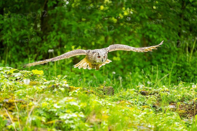 Western Siberian eagle-owl (Bubo bubo sibiricus) flying over a clearing in the forest, Bavaria, Germany