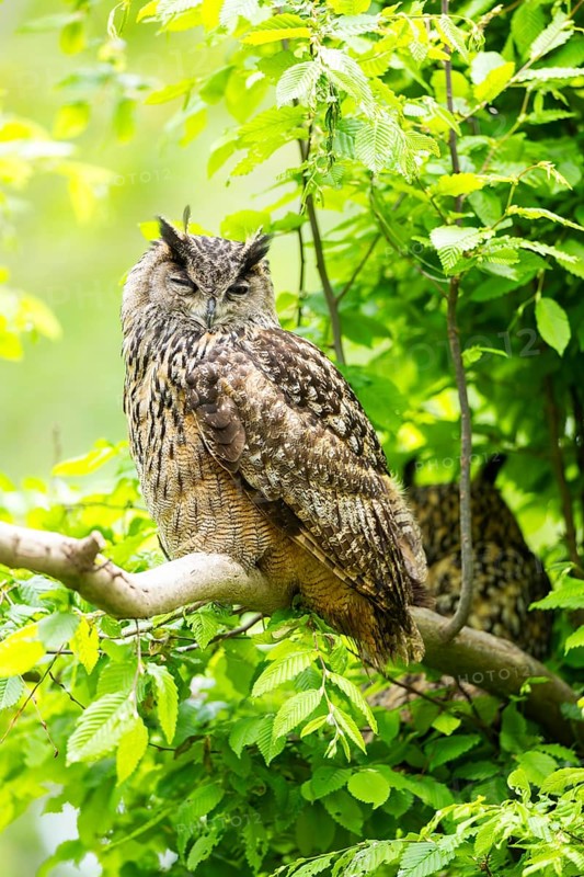 Eurasian eagle-owl (Bubo bubo) sitting on a branch, captive, Bavaria, Germany