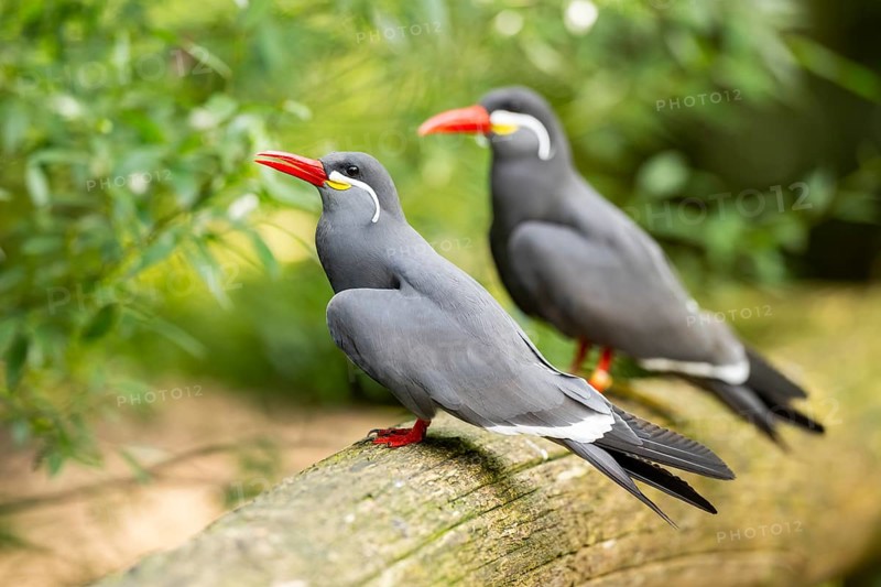 Inca tern (Larosterna inca) sitting on an old wood, captive, Zoo Augsburg, Germany
