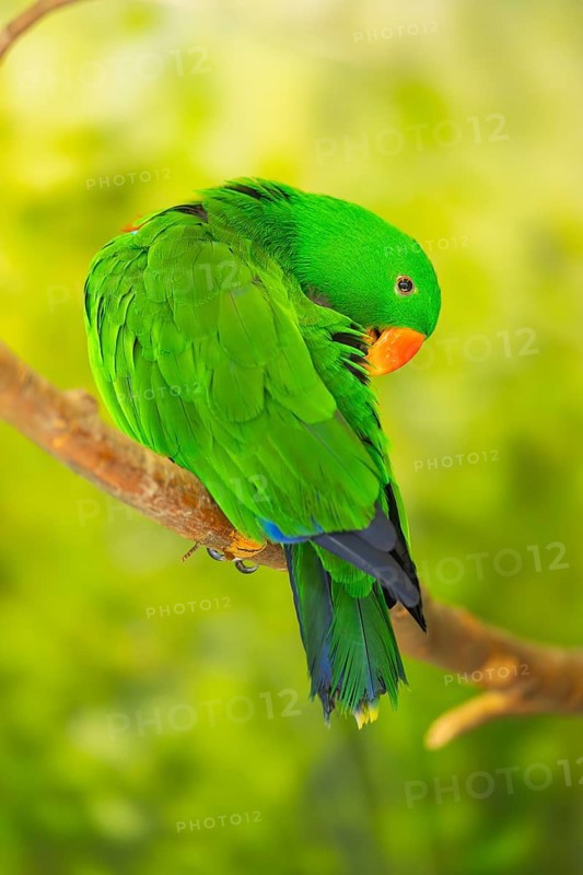 Papuan eclectus (Eclectus polychloros) sitting on a branch, captive, captive, Zoo Augsburg, Germany