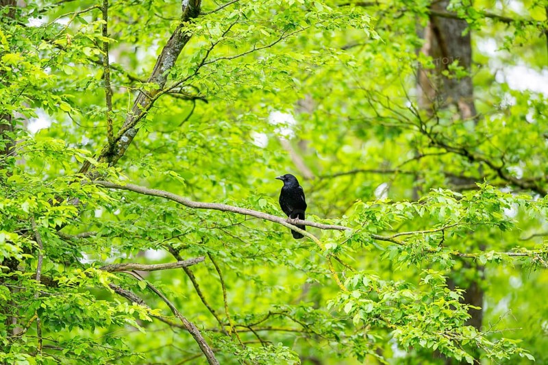 Carrion crow (Corvus corone) sitting on a branch in a forest, Bavaria, Germany