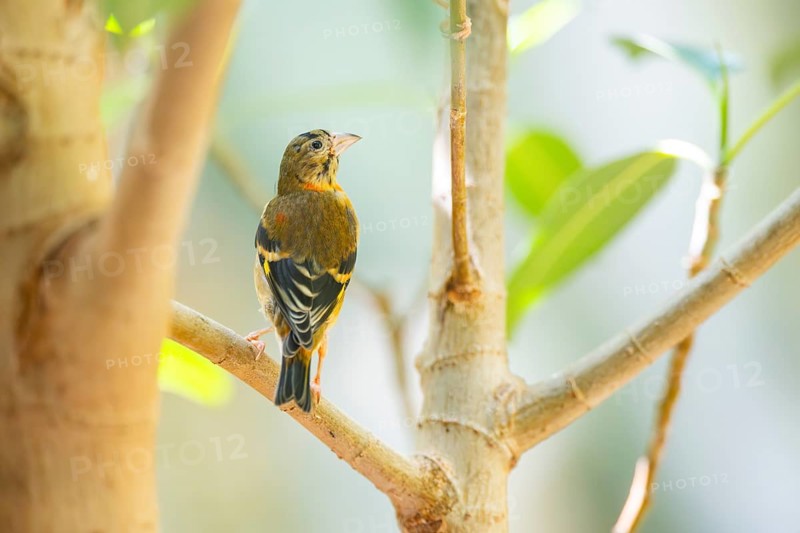 Red siskin (Spinus cucullatus) sitting on a branch, captive, Zoo Augsburg, Germany
