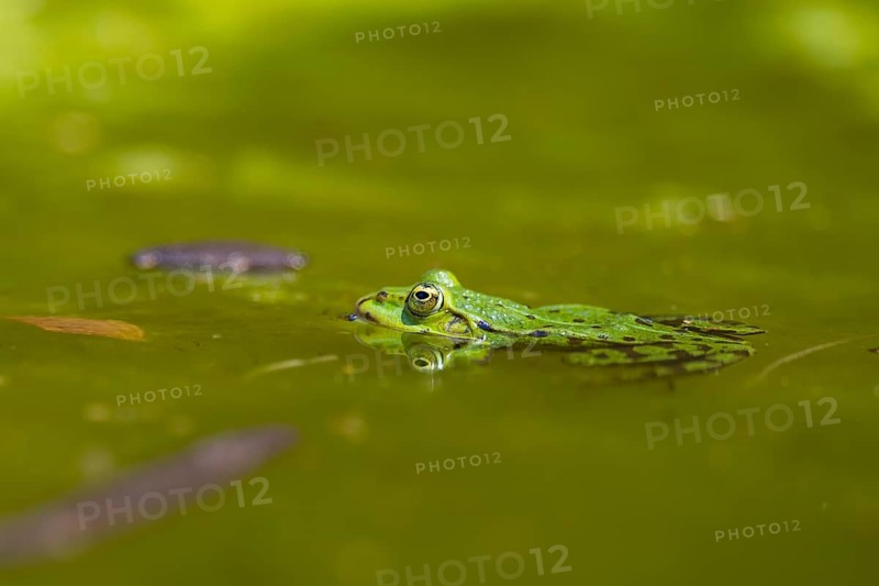 Edible frog (Pelophylax esculentus) in water, Bavaria, Germany