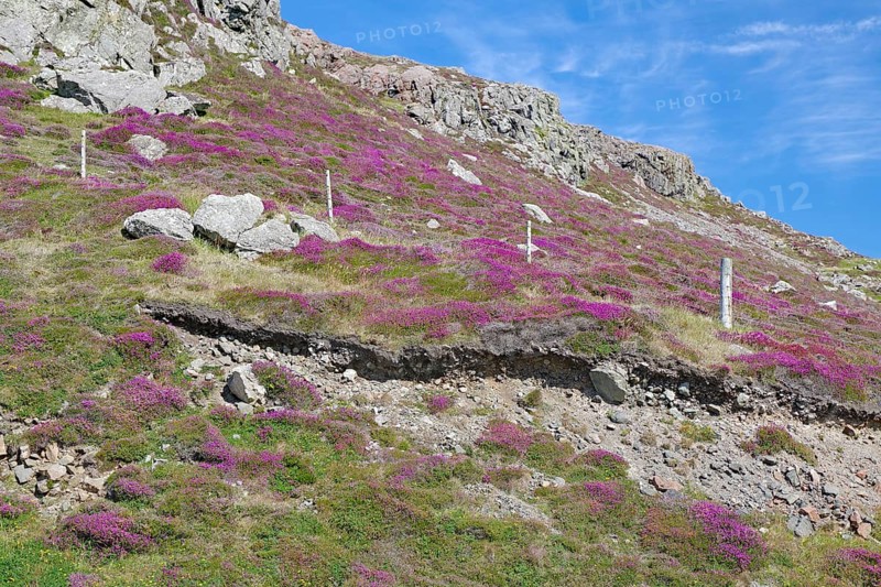 Flowering hill covered with pink heather and rocks under a blue sky, Eshaness, Shetland Islands, Scotland, United Kingdom
