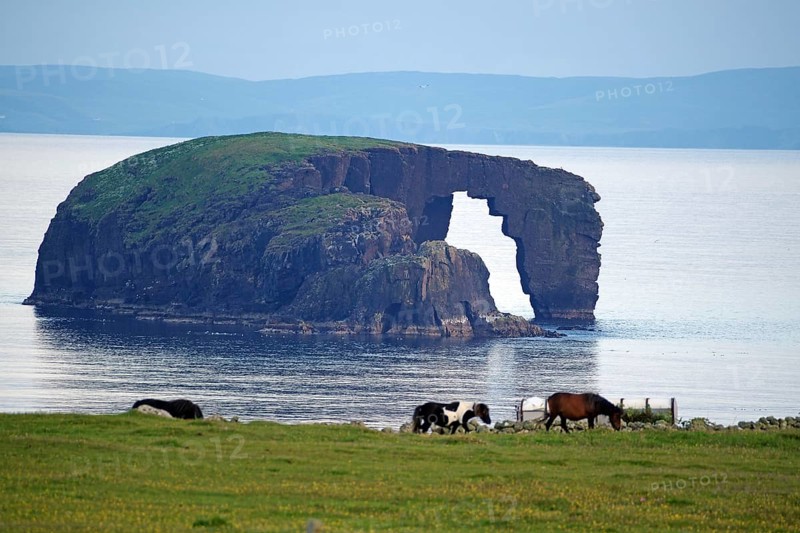 Coastal landscape with grazing horses and a striking rock formation in the background, Dore Holm, Hillswick, Eshaness, Shetland Islands, Scotland, Great Britain